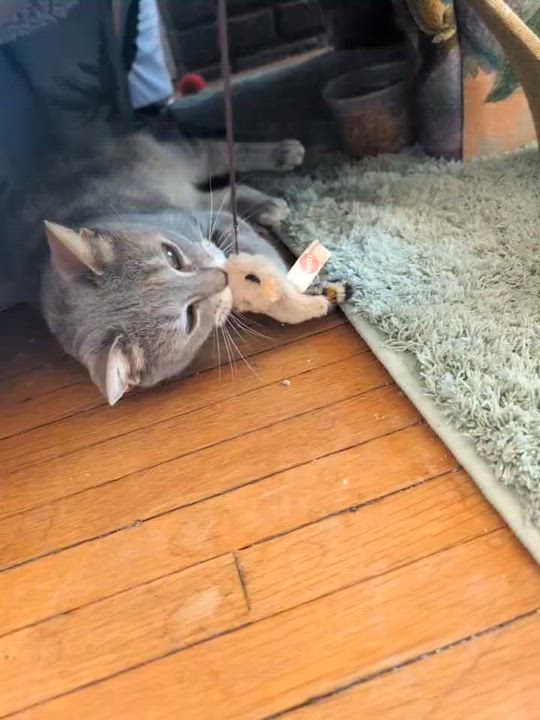 Enlarge Poppy, a ADOPTABLE mixed breed in Hyattsville, MD video 2/6