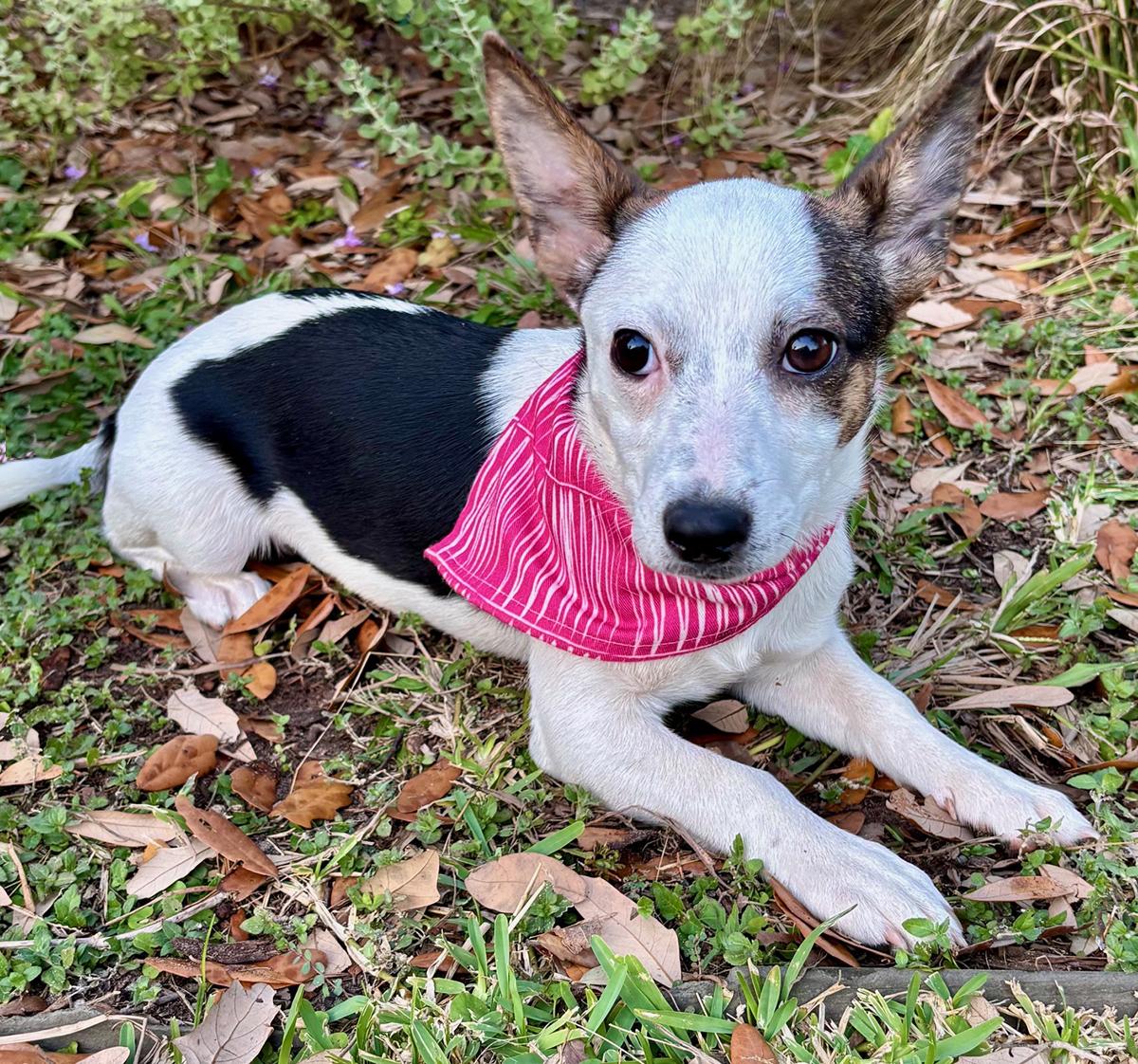 Enlarge PHOEBE- just a pup!, a Adoptable mixed breed in Groton, CT image 2/6