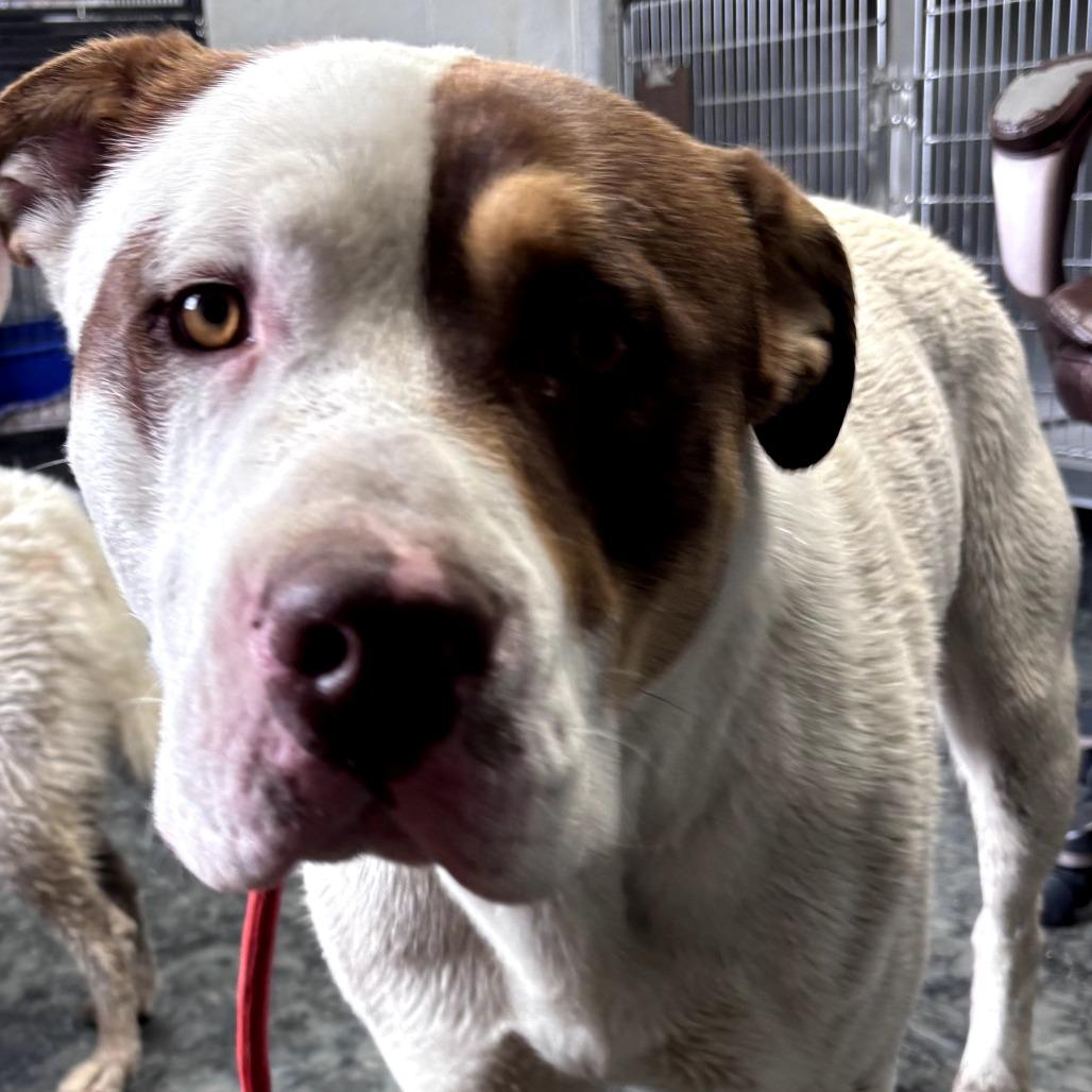 Bruno, Adoptable, Adult Male American Bulldog.
