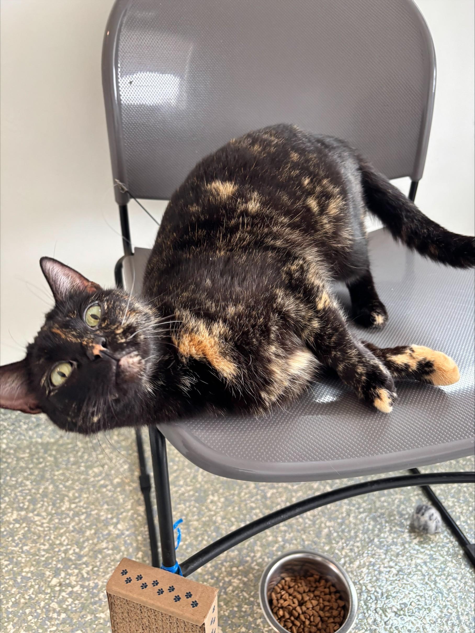 Enlarge Lu, an adopted Domestic Short Hair in Waldport, OR image 2/3