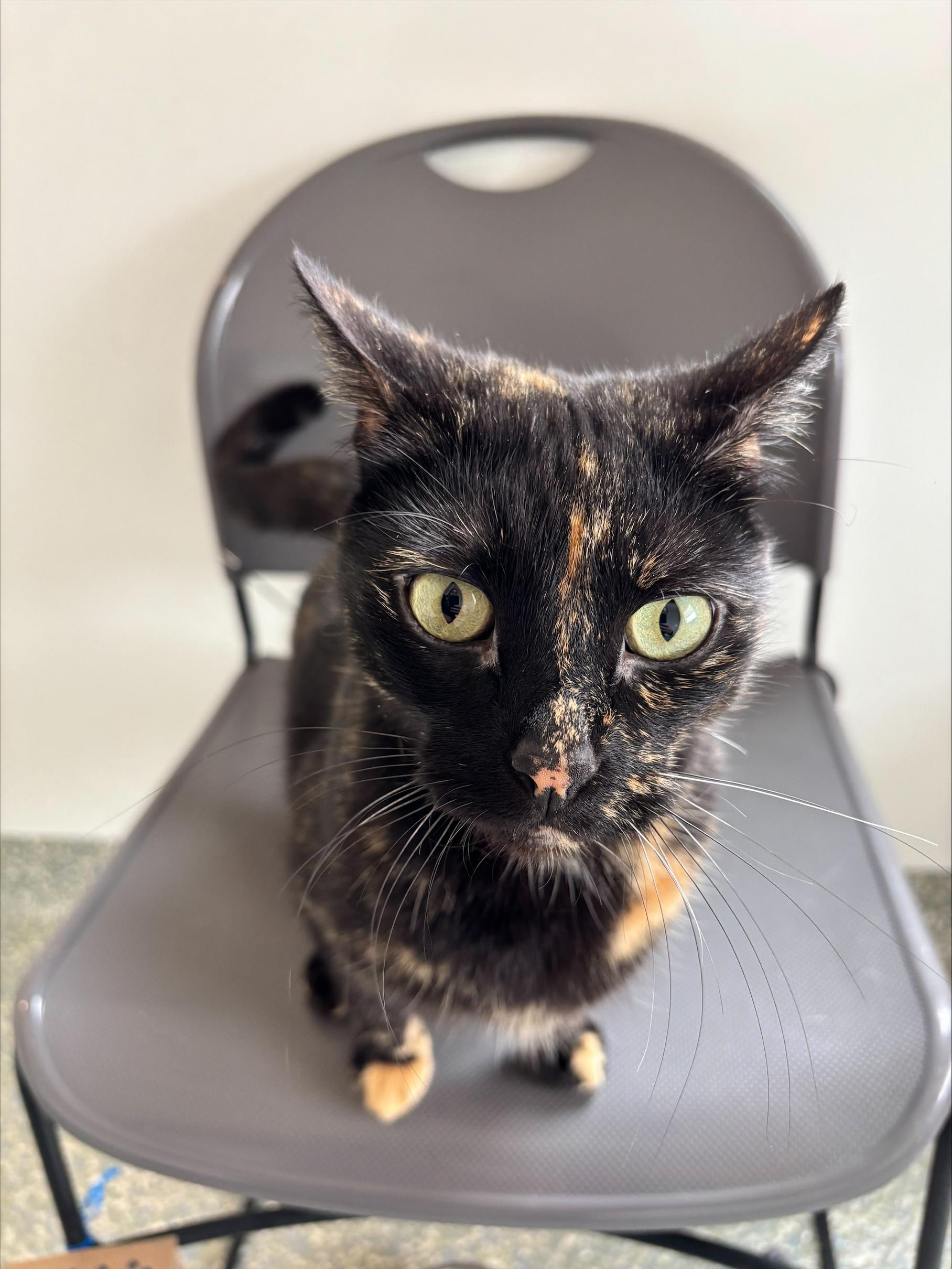 Enlarge Lu, an adopted Domestic Short Hair in Waldport, OR image 3/3