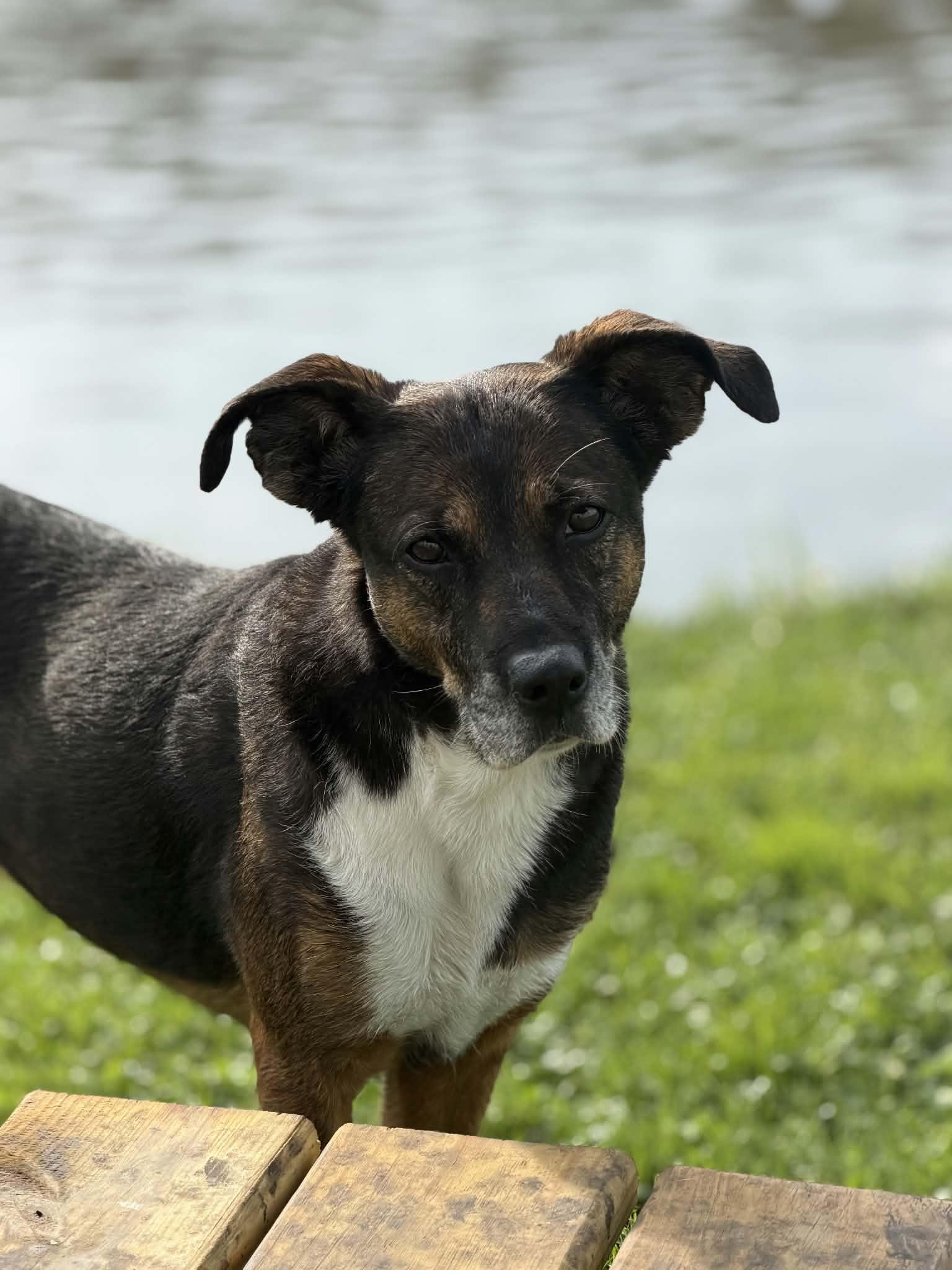 Enlarge Rainbow, a Adoptable Mixed Breed in Watertown, WI image 1/6