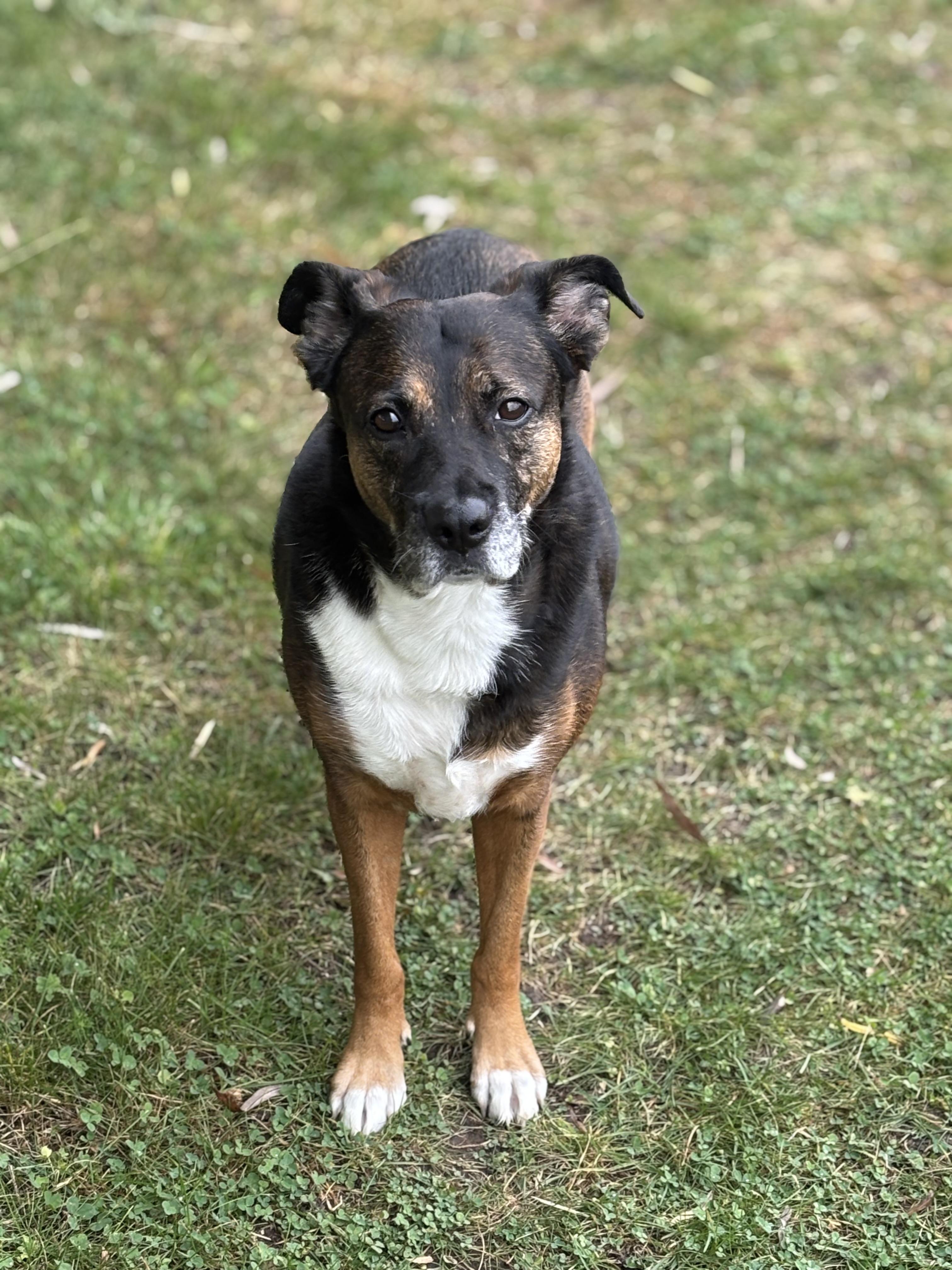 Rainbow, an adoptable Mixed Breed in Watertown, WI, 53094 | Photo Image 2