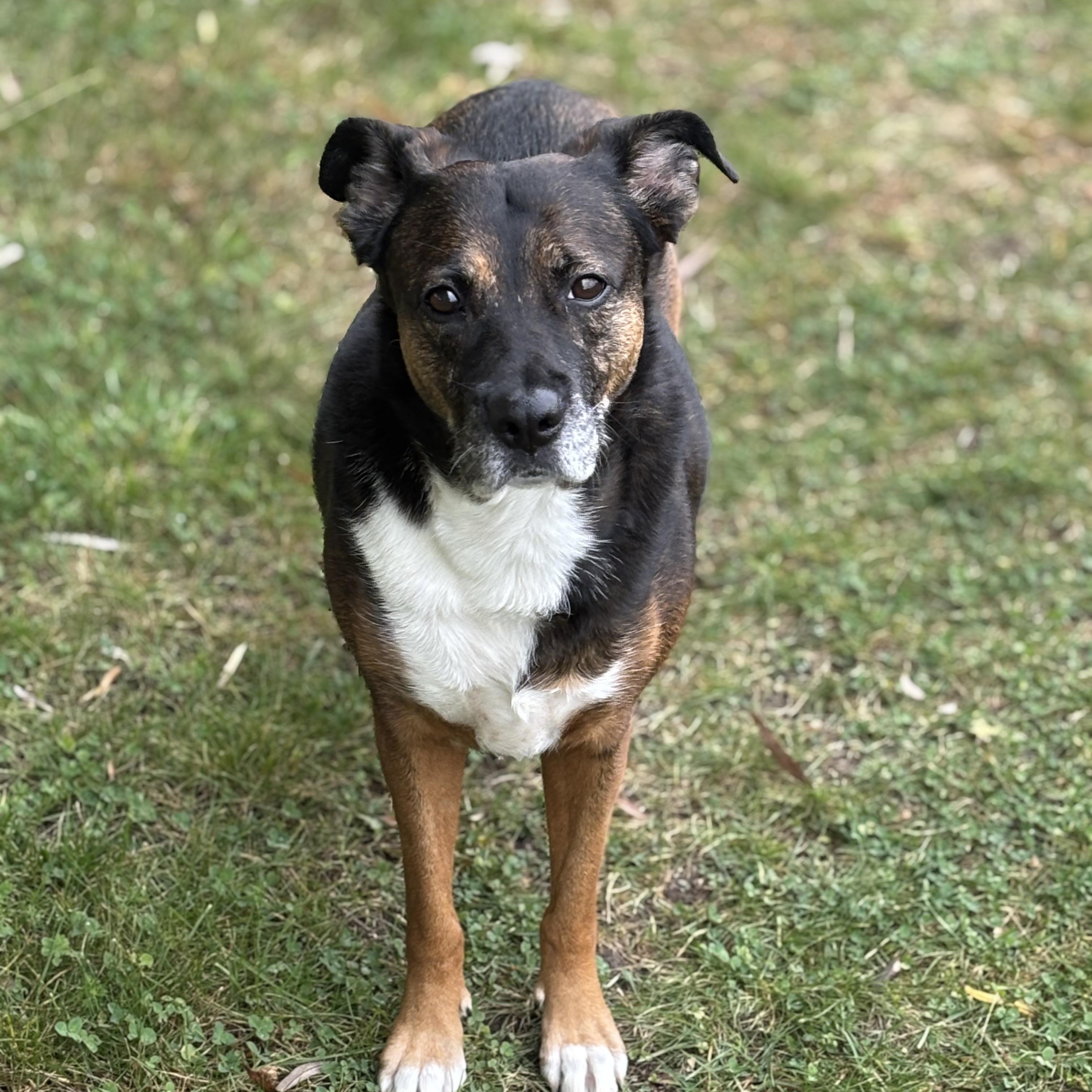 Rainbow, a Adoptable Mixed Breed in Watertown, WI image 1/4
