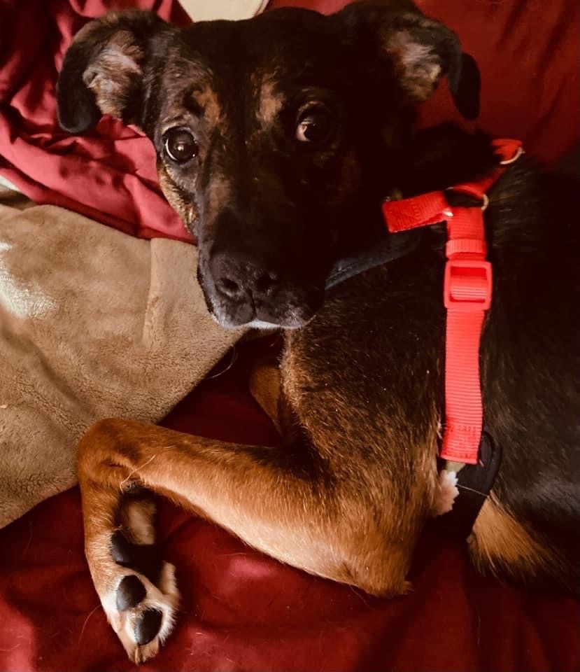 Rainbow, an adoptable Mixed Breed in Watertown, WI, 53094 | Photo Image 2