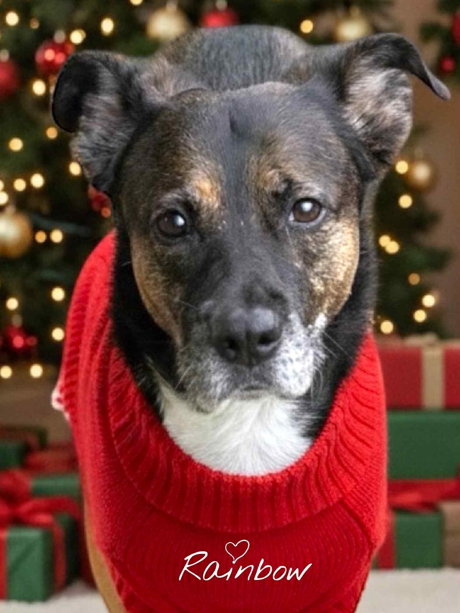 Enlarge Rainbow, a Adoptable Mixed Breed in Watertown, WI image 2/5