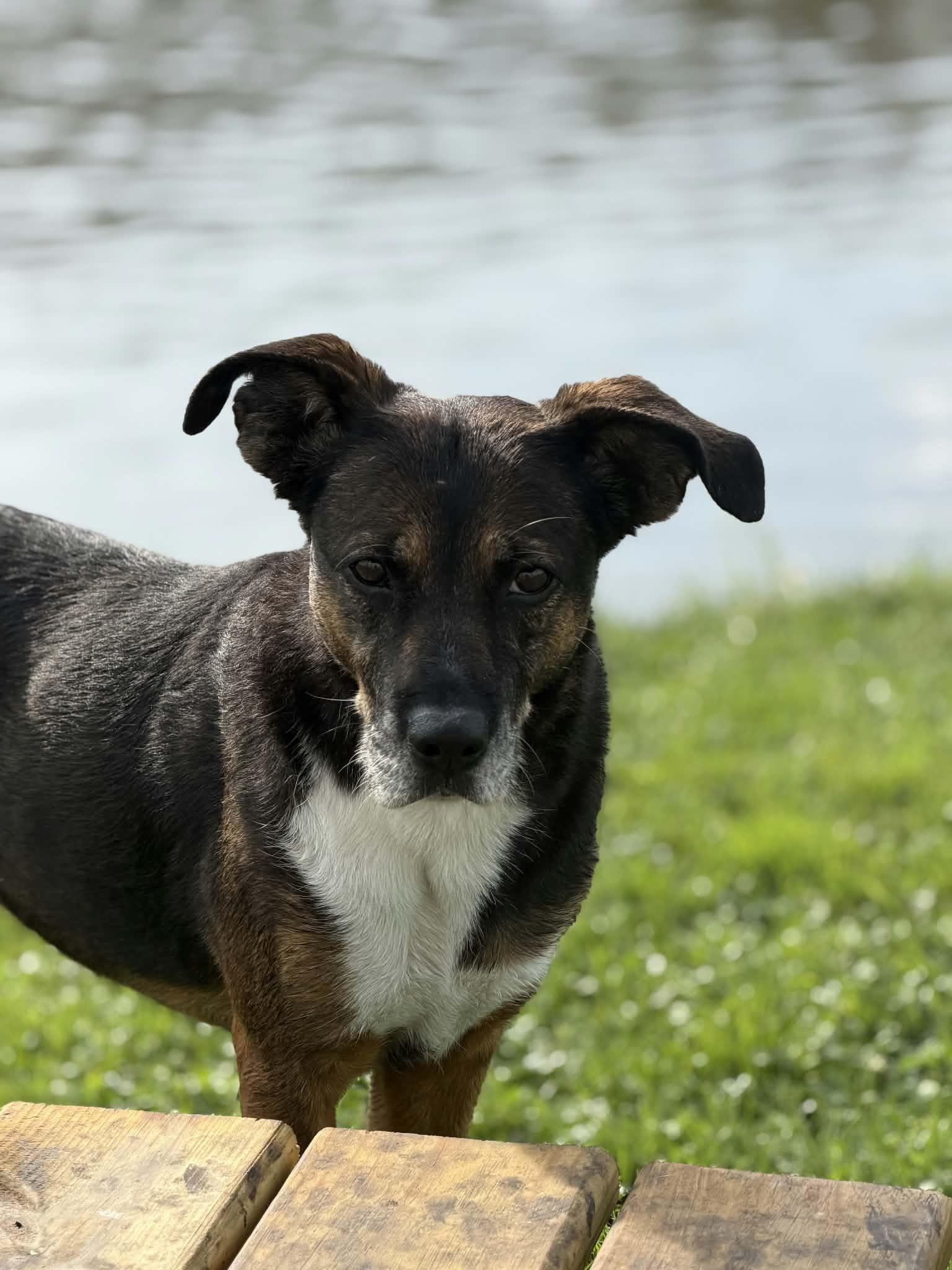 Enlarge Rainbow, a Adoptable Mixed Breed in Watertown, WI image 5/6