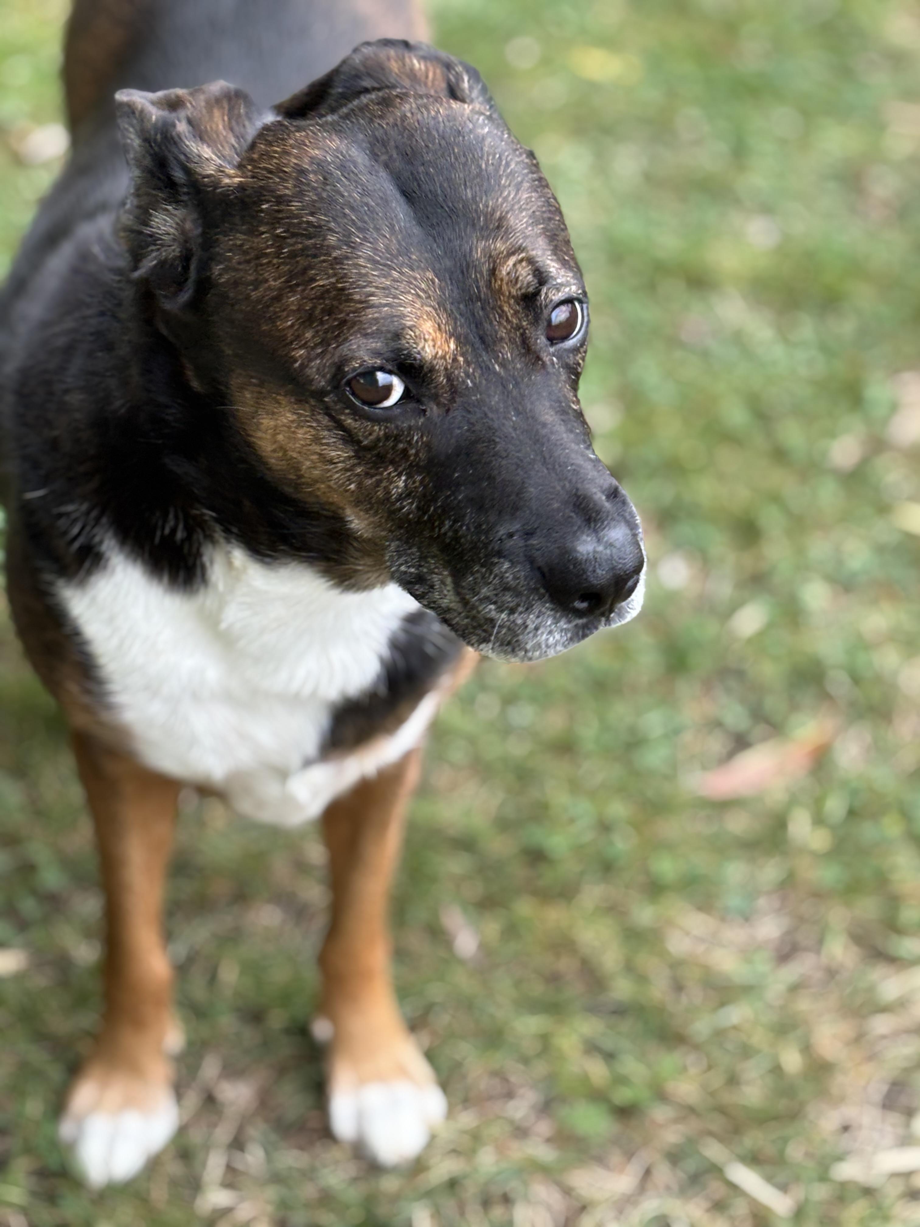 Rainbow, an adoptable Mixed Breed in Watertown, WI, 53094 | Photo Image 1