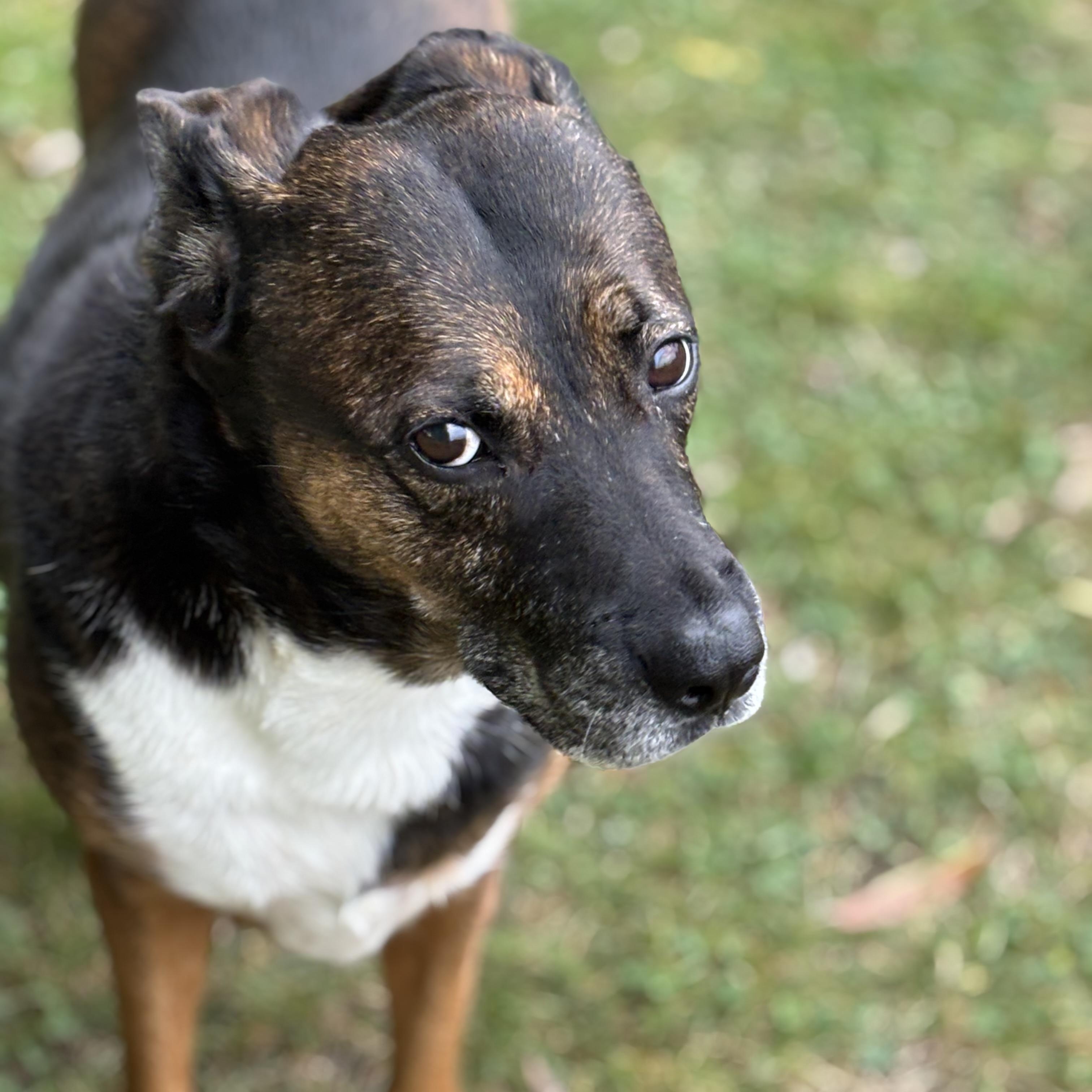 Rainbow, a Adoptable Mixed Breed in Watertown, WI image 2/4