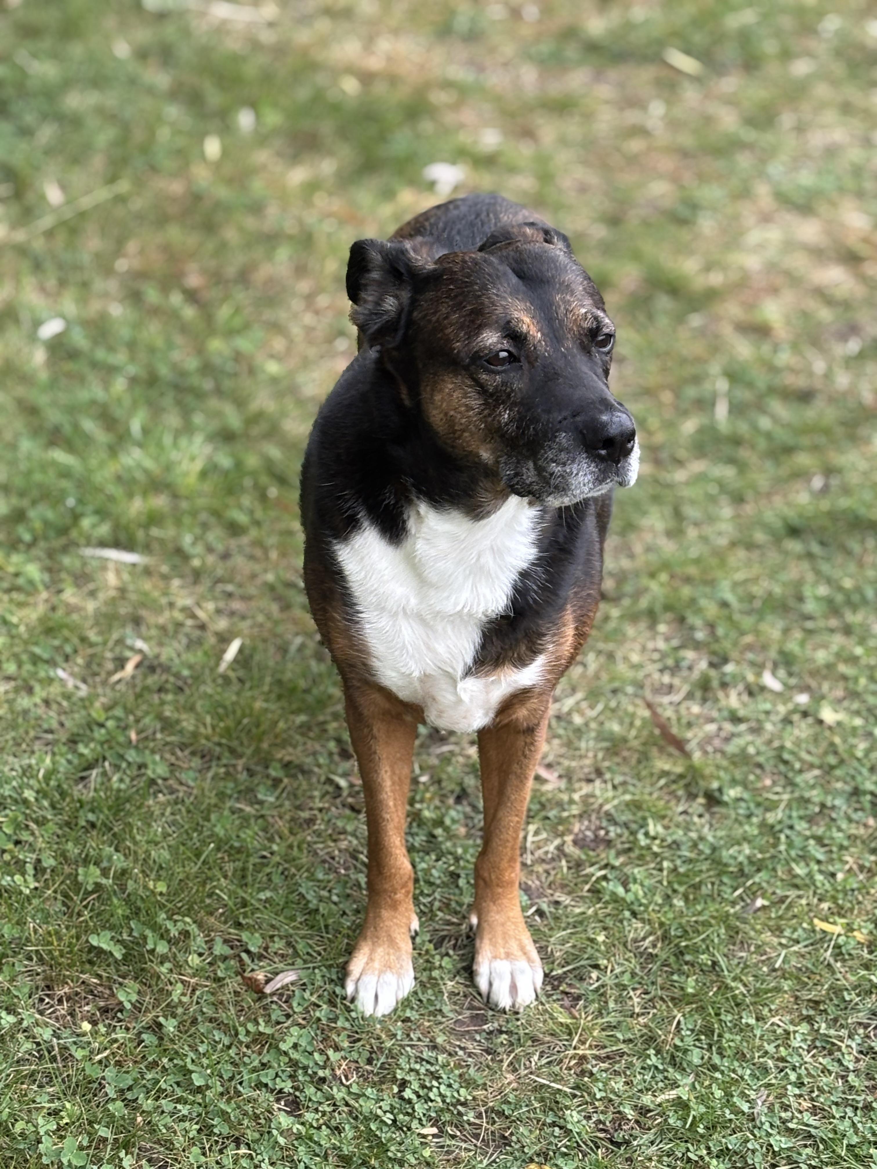 Rainbow, an adoptable Mixed Breed in Watertown, WI, 53094 | Photo Image 3