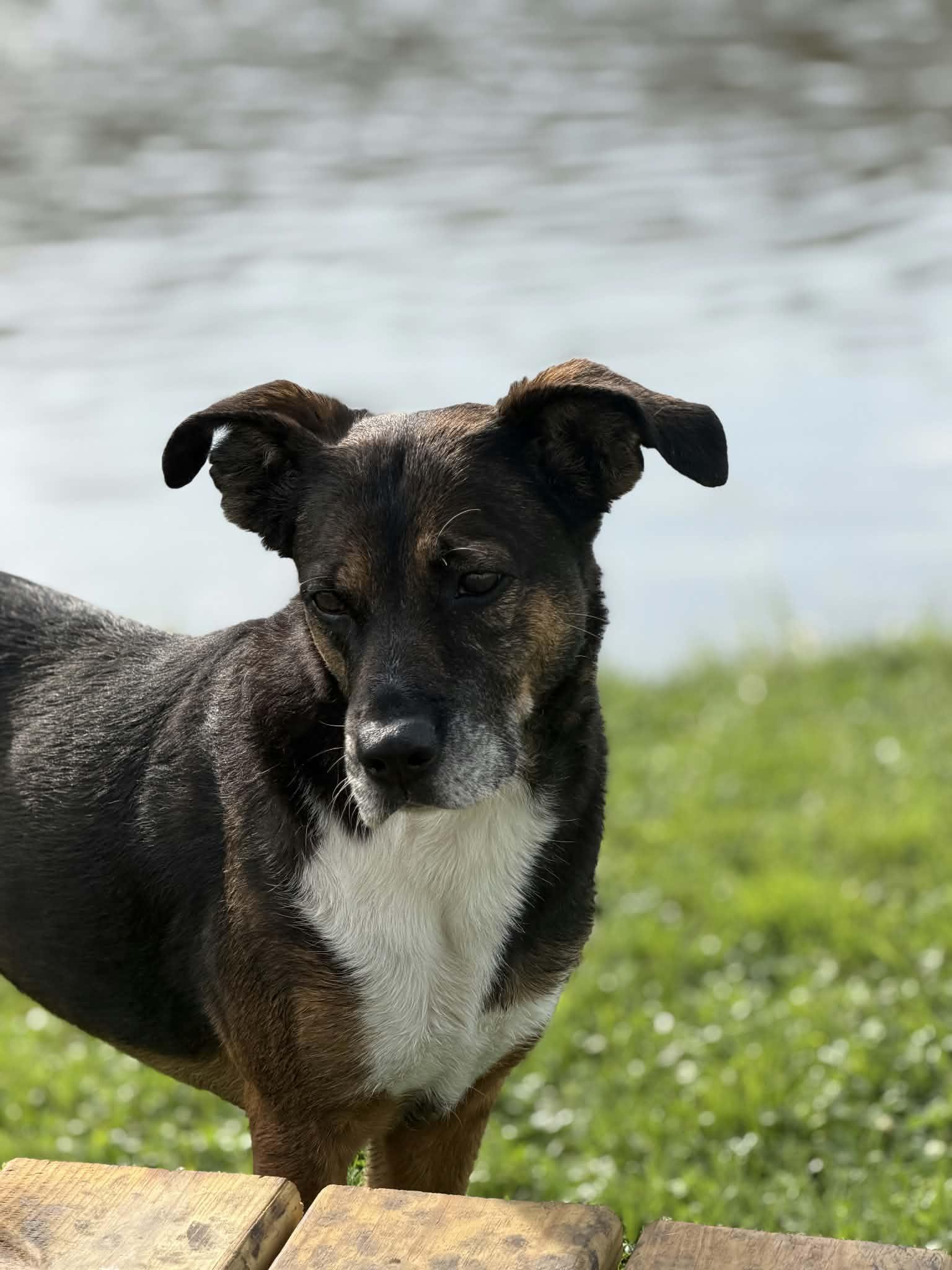 Enlarge Rainbow, a Adoptable Mixed Breed in Watertown, WI image 6/6