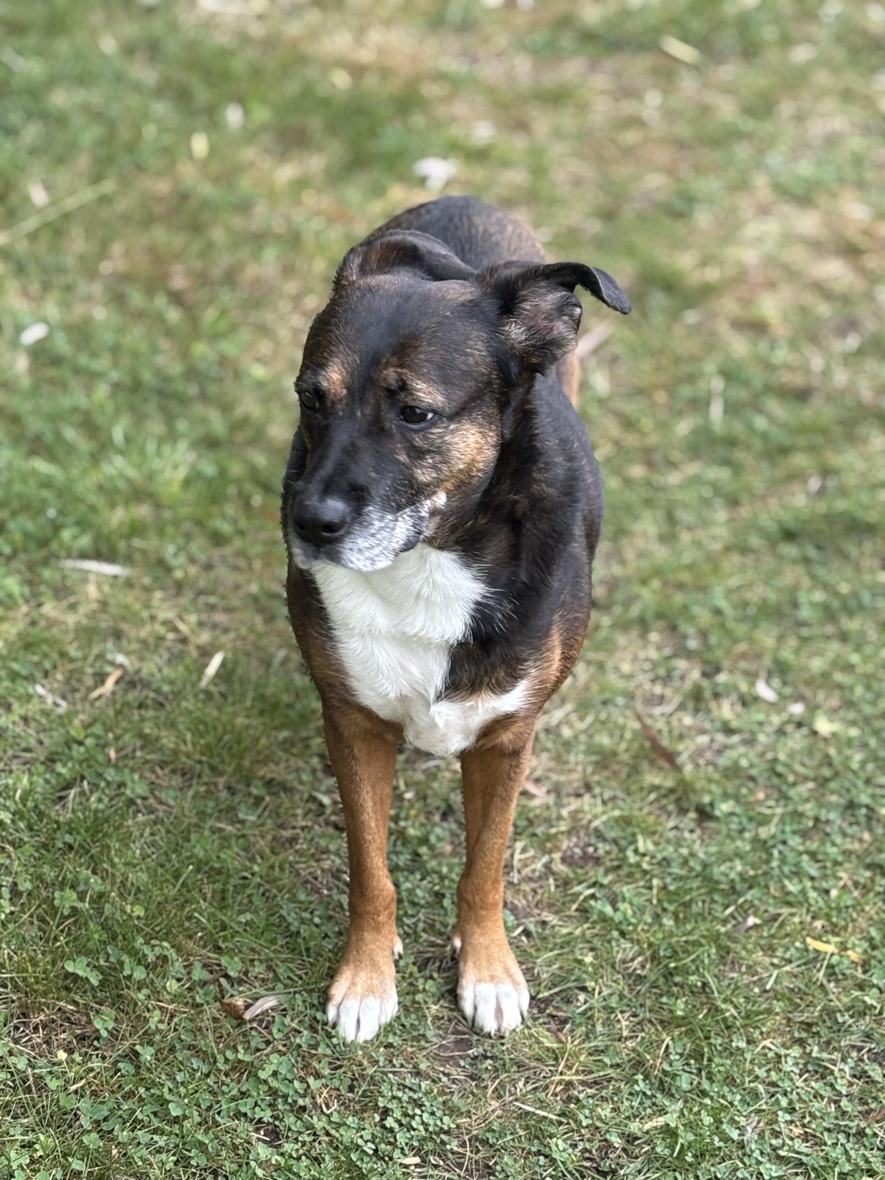 Rainbow, an adoptable Mixed Breed in Watertown, WI, 53094 | Photo Image 4