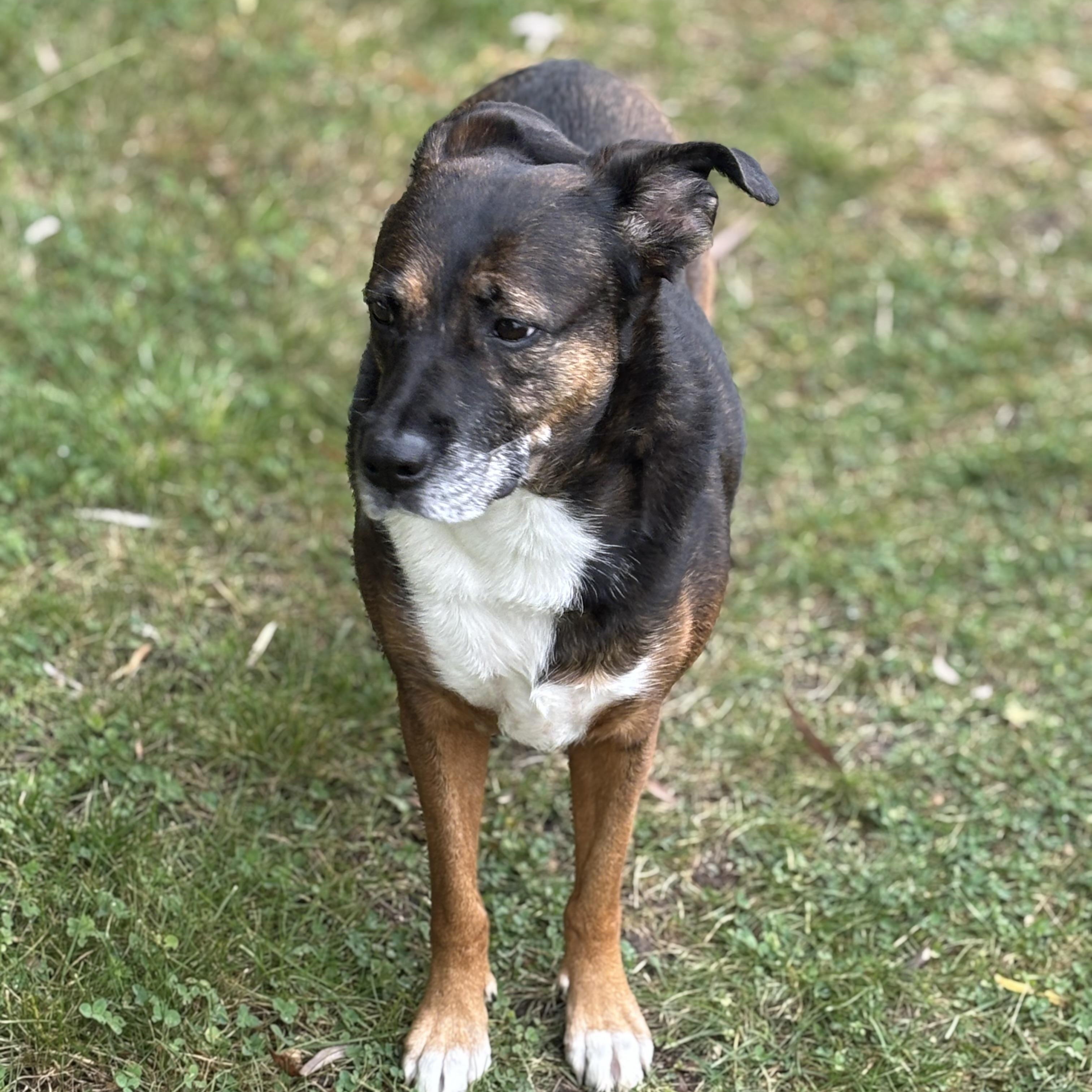 Rainbow, a Adoptable Mixed Breed in Watertown, WI image 4/4