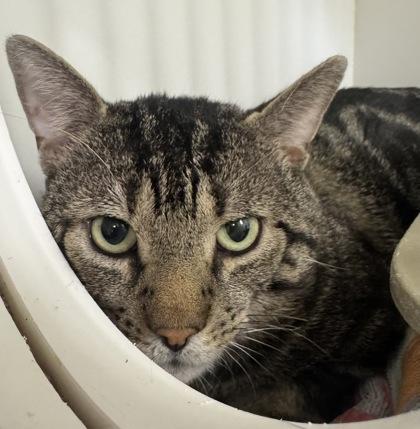 Enlarge Simba, a Adoptable mixed breed in Erin, ON image 1/1