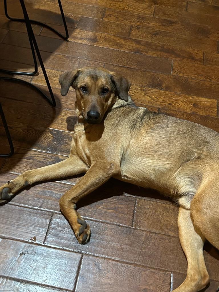 Mr. Ping, Adoptable, Adult Male Shepherd & Great Pyrenees.