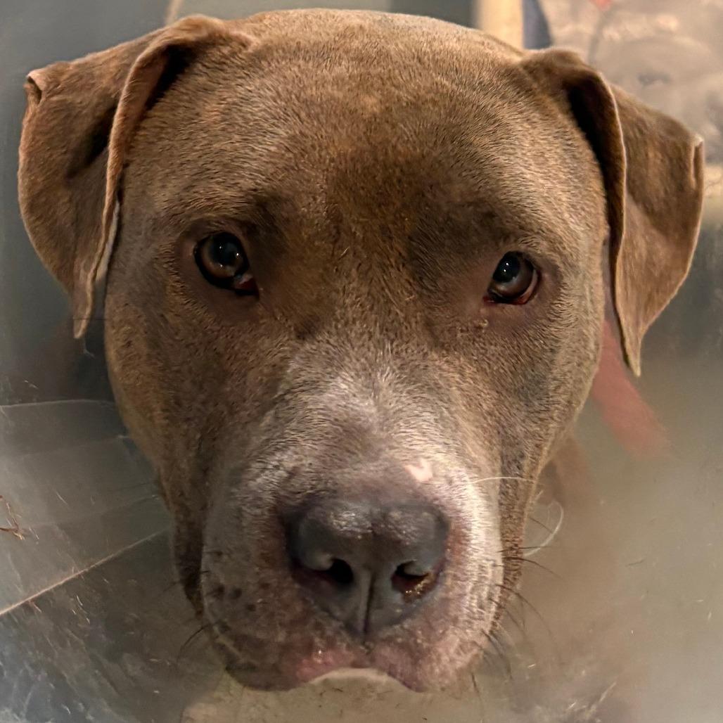 Enlarge Mya, a Adoptable Pit Bull Terrier in Chesapeake, VA image 1/1