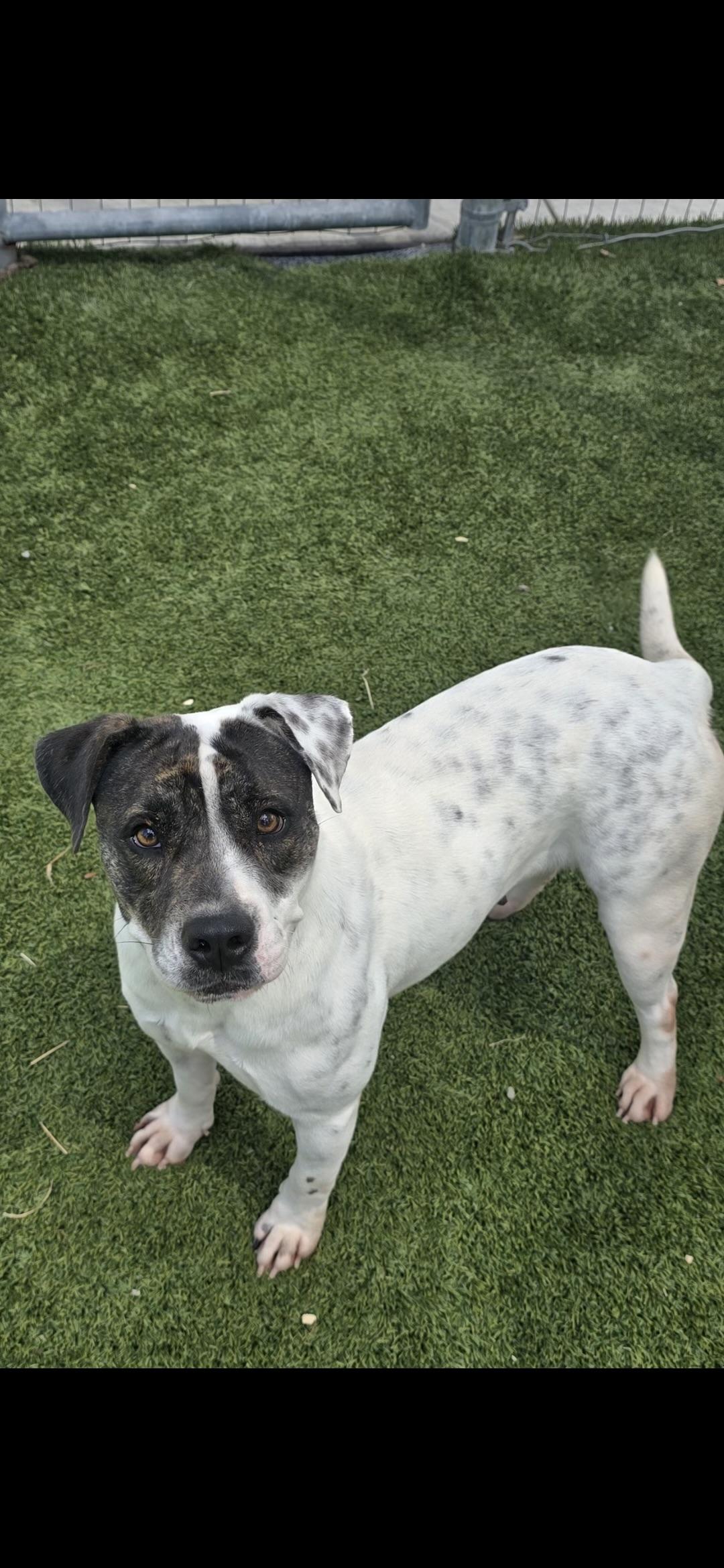 Enlarge Help Harper, a Adoptable mixed breed in Grove city, OH image 5/5