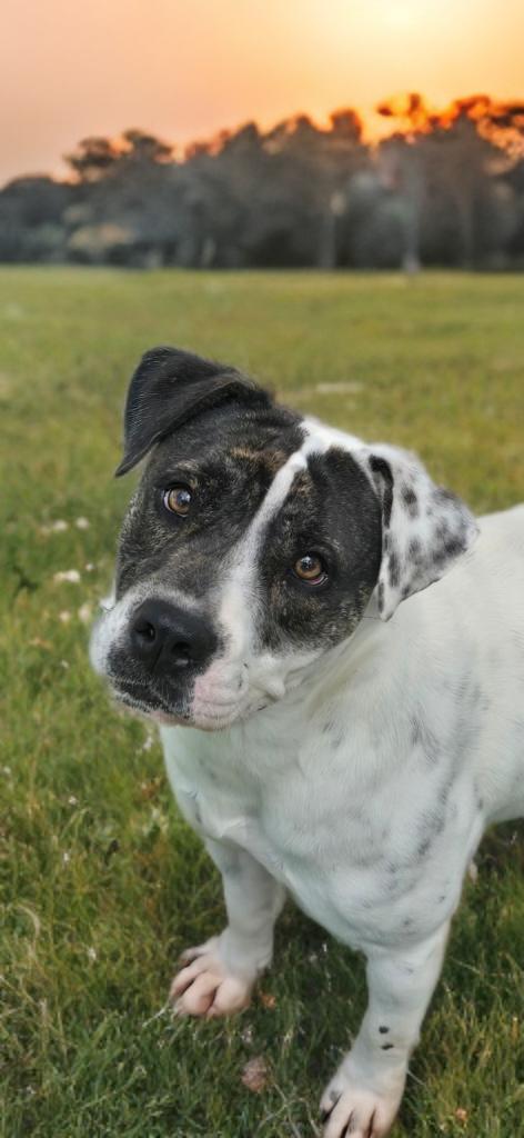Help Harper, Adoptable, Young Female American Bulldog.