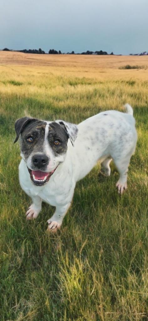Enlarge Help Harper, a Adoptable mixed breed in Grove city, OH image 4/5