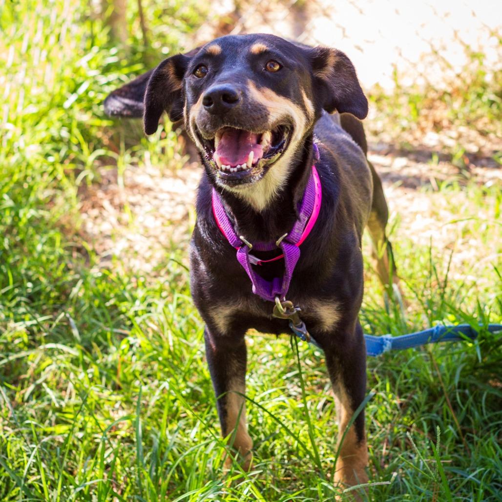 Enlarge Courtney, a Adoptable mixed breed in Hattiesburg, MS image 1/2