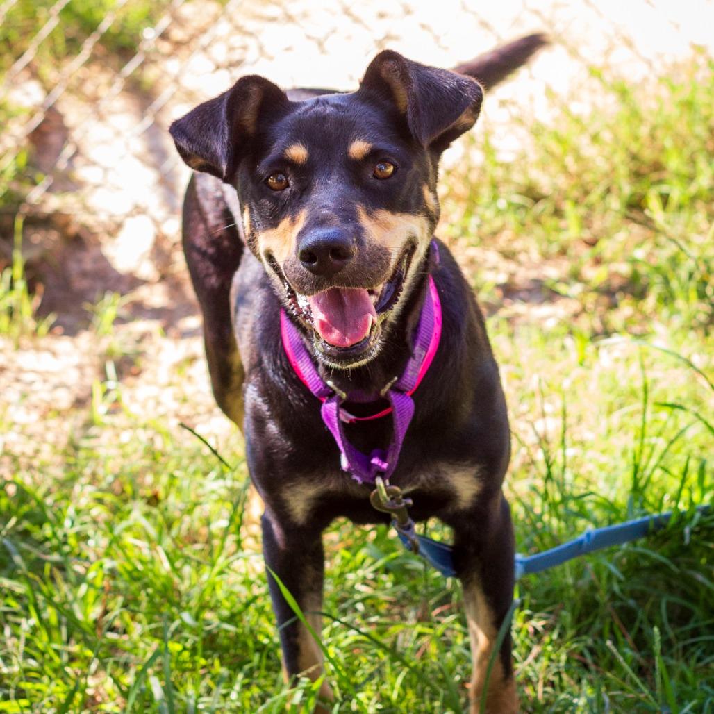 Enlarge Courtney, a Adoptable mixed breed in Hattiesburg, MS image 2/2