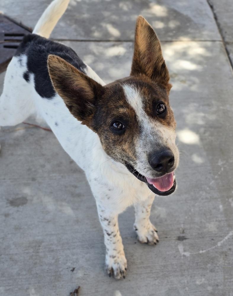 Enlarge Crouton, a Adoptable mixed breed in Sedalia, CO image 1/5