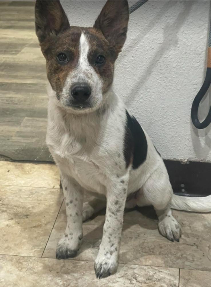 Enlarge Crouton, a Adoptable mixed breed in Sedalia, CO image 2/5