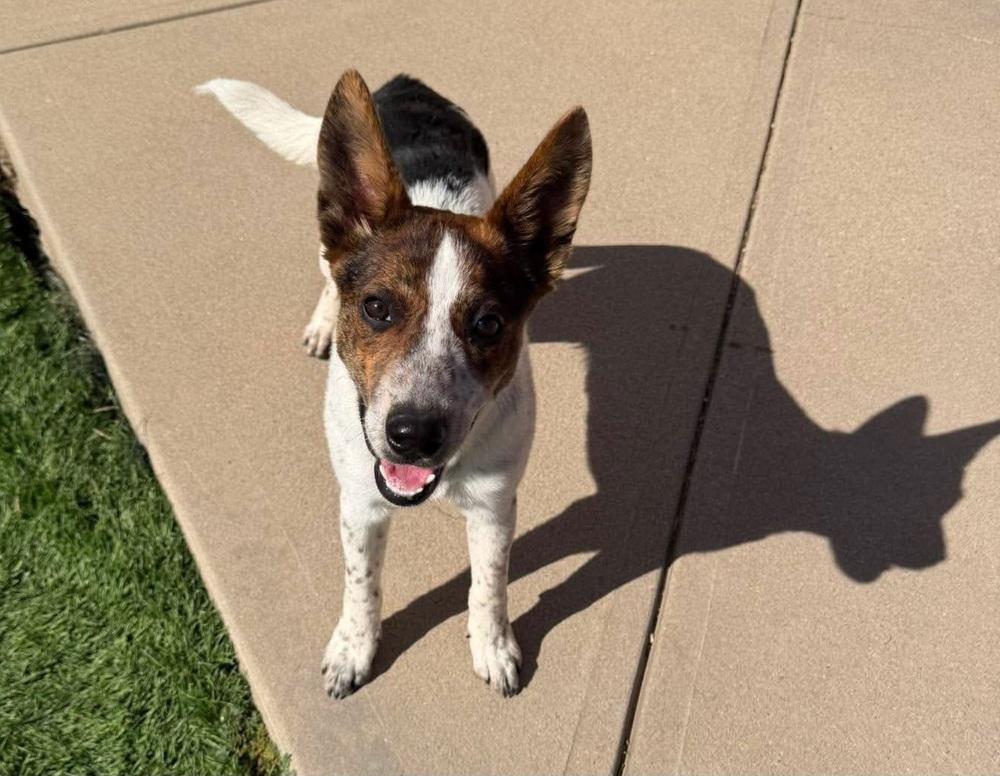 Enlarge Crouton, a Adoptable mixed breed in Sedalia, CO image 3/5