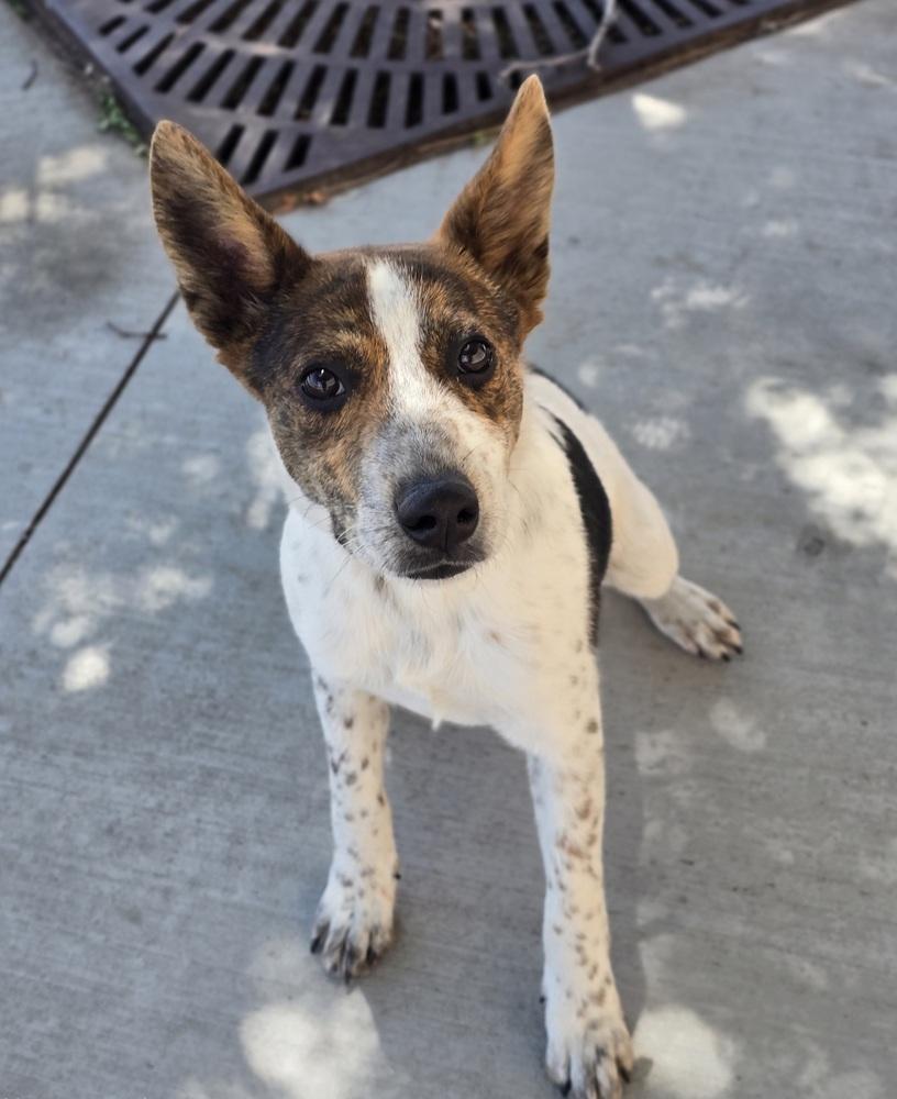 Enlarge Crouton, a Adoptable mixed breed in Sedalia, CO image 4/5