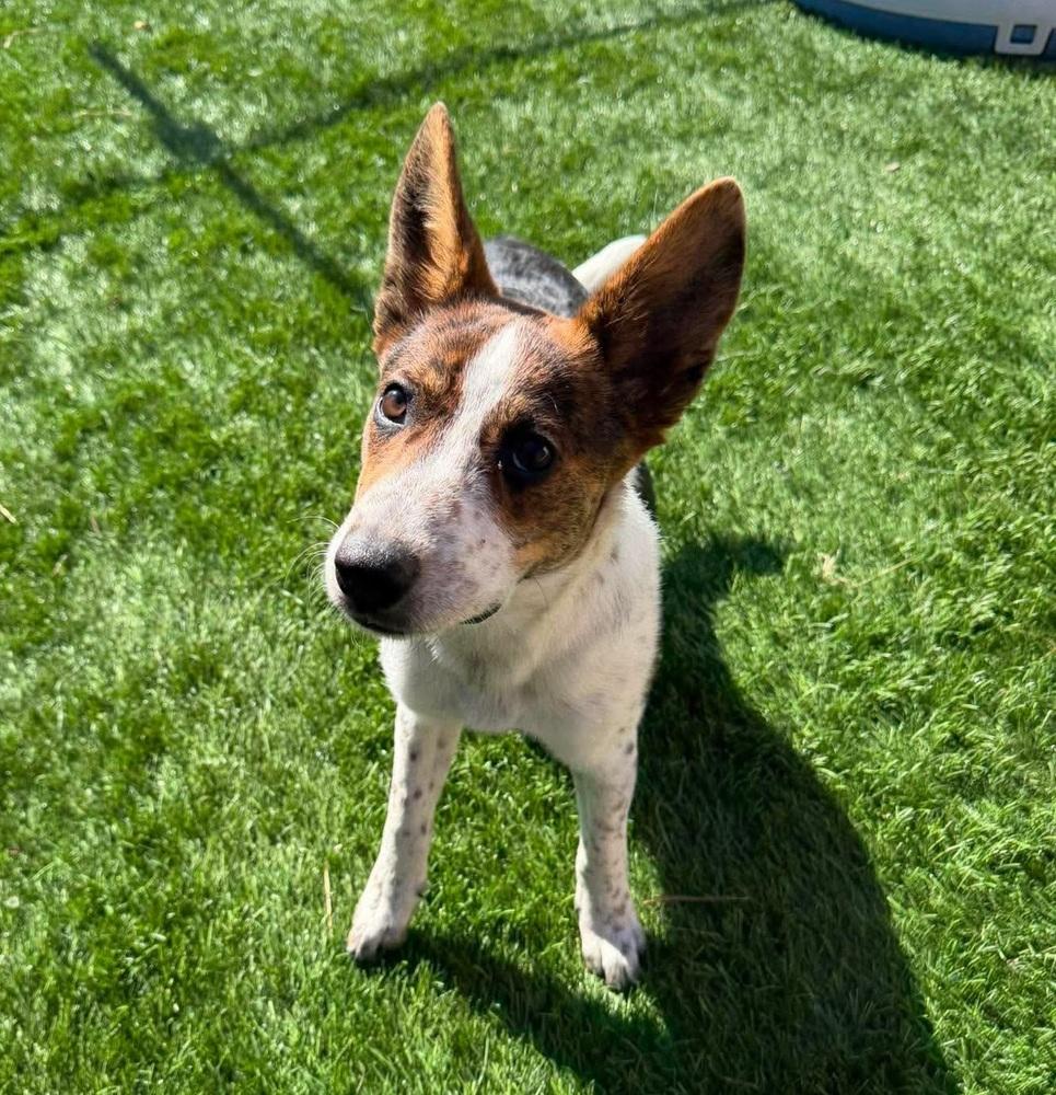 Enlarge Crouton, a Adoptable mixed breed in Sedalia, CO image 5/5