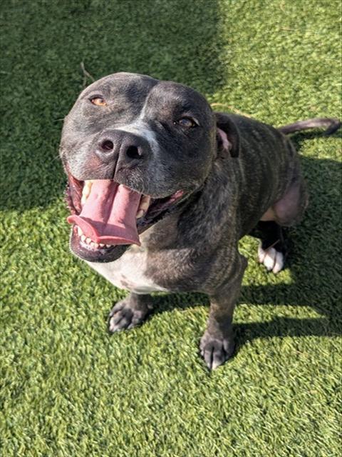 Enlarge MARGARET, a Adoptable mixed breed in Downey, CA image 1/1