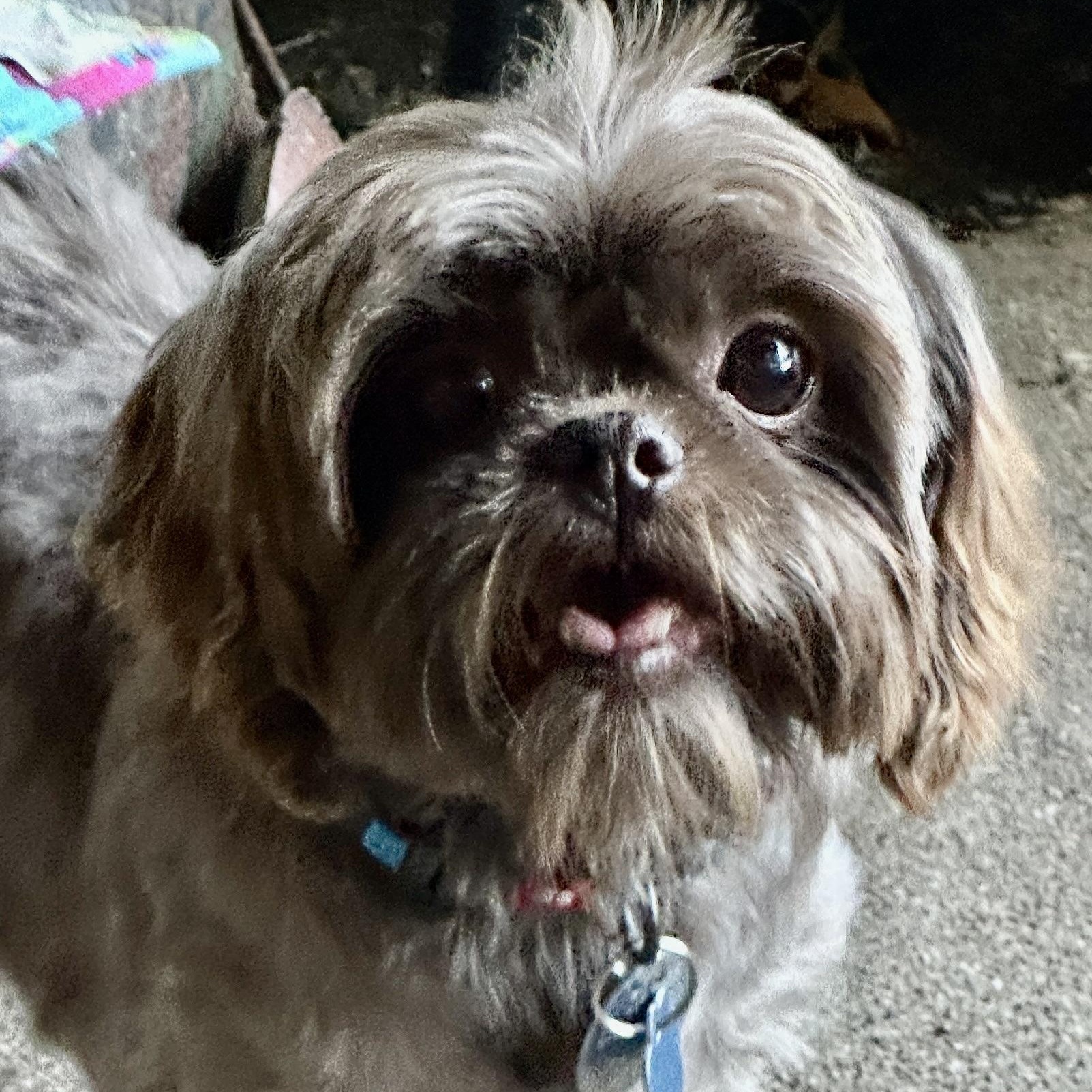 Jovi Miller, adopted, Adult Female Shih Tzu.