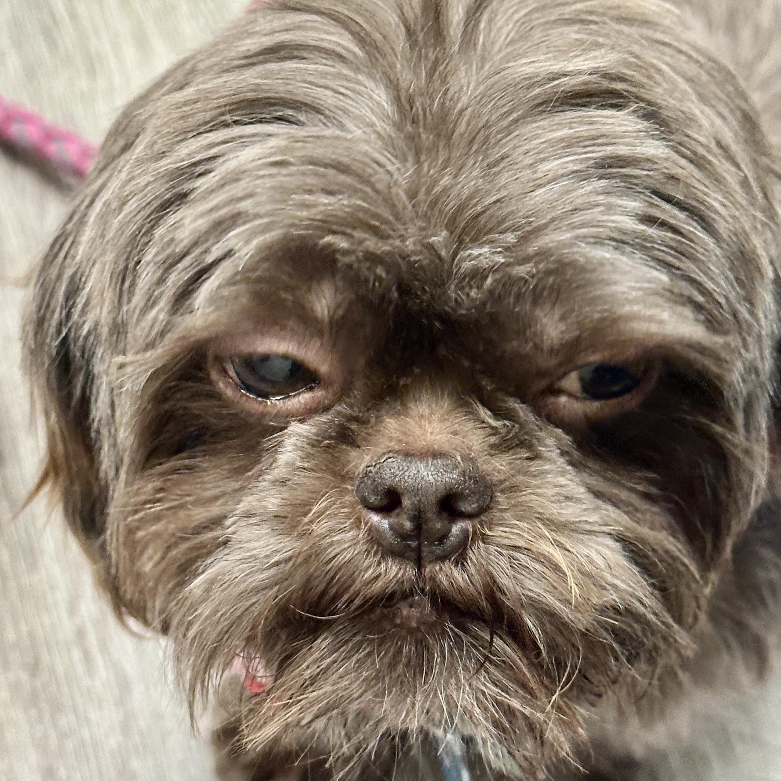 Jovi Miller, an adopted Shih Tzu in Plano, TX image 2/4