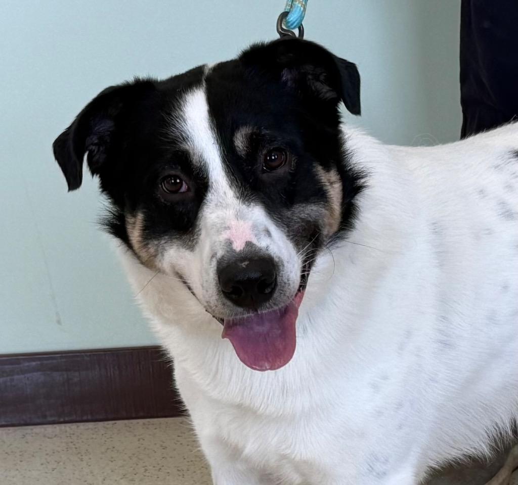 Buppy, Adoptable, Adult Male Great Pyrenees & Border Collie.