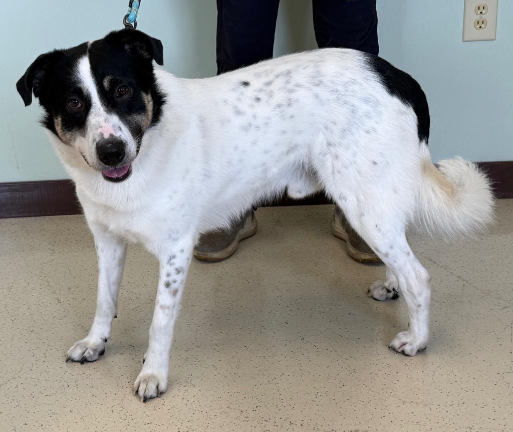 Enlarge Buppy, a Adoptable mixed breed in Amery, WI image 3/4