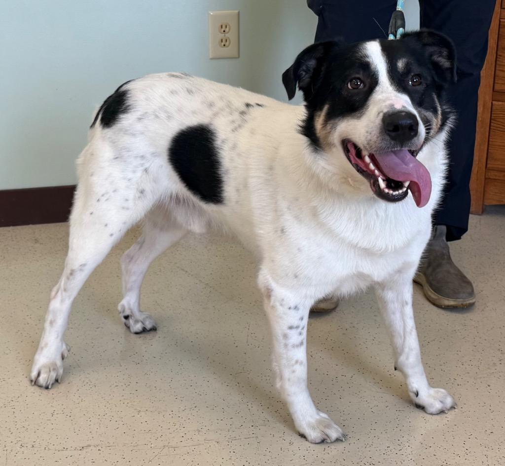 Enlarge Buppy, a Adoptable mixed breed in Amery, WI image 4/4