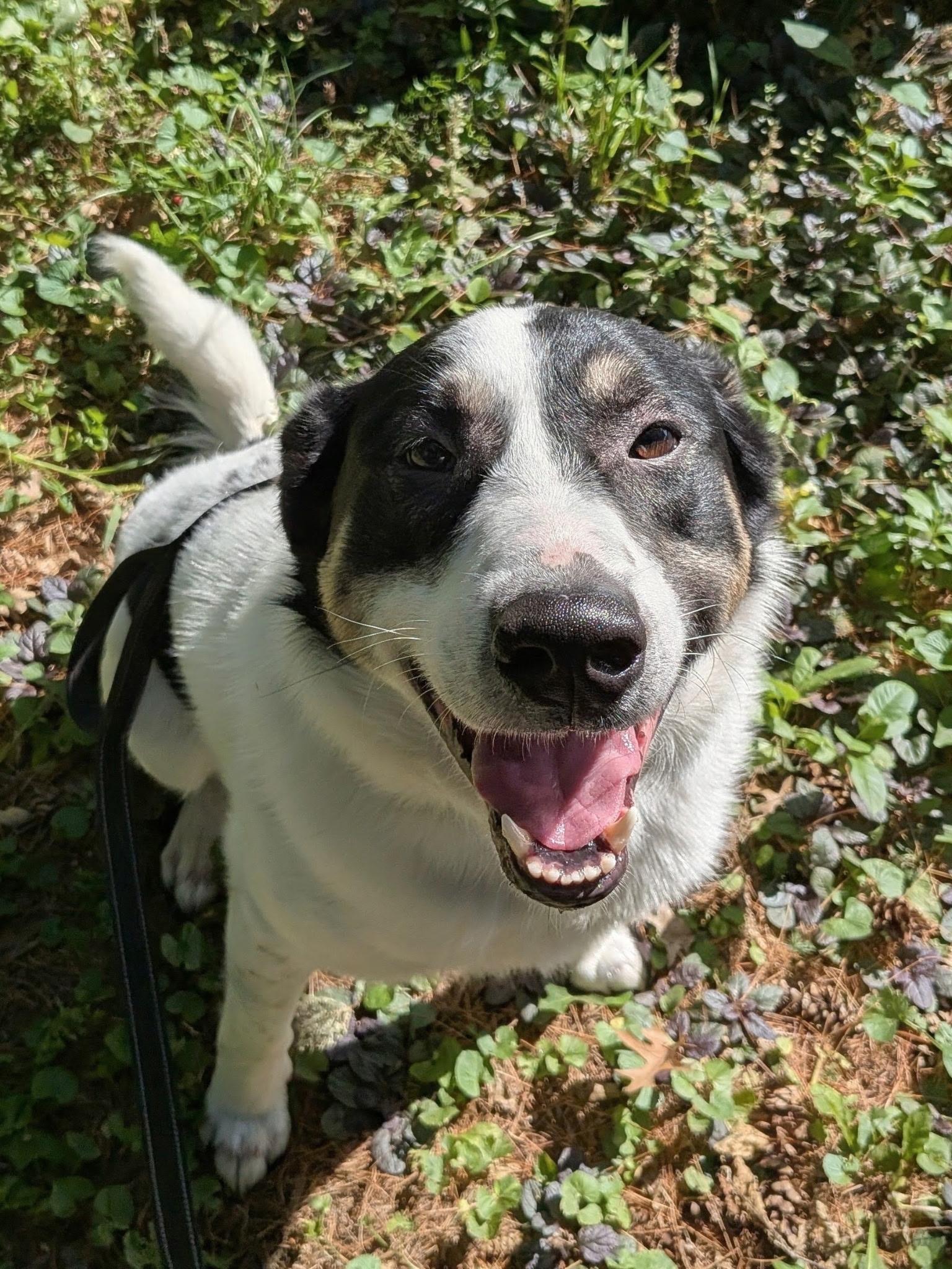 Enlarge Buppy, a Adoptable mixed breed in Amery, WI image 2/4