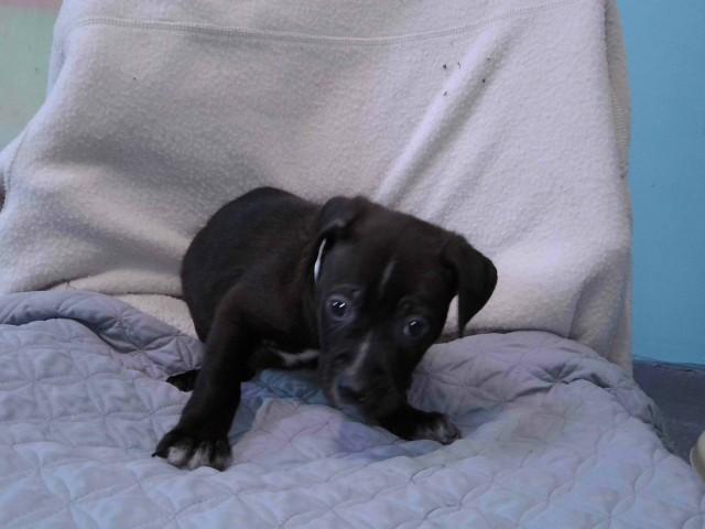 Enlarge OBI, a Adoptable Pit Bull Terrier in Baldwin Park, CA image 1/1