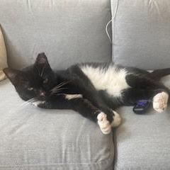 Pickles, Adoptable, Adult Male Domestic Short Hair.