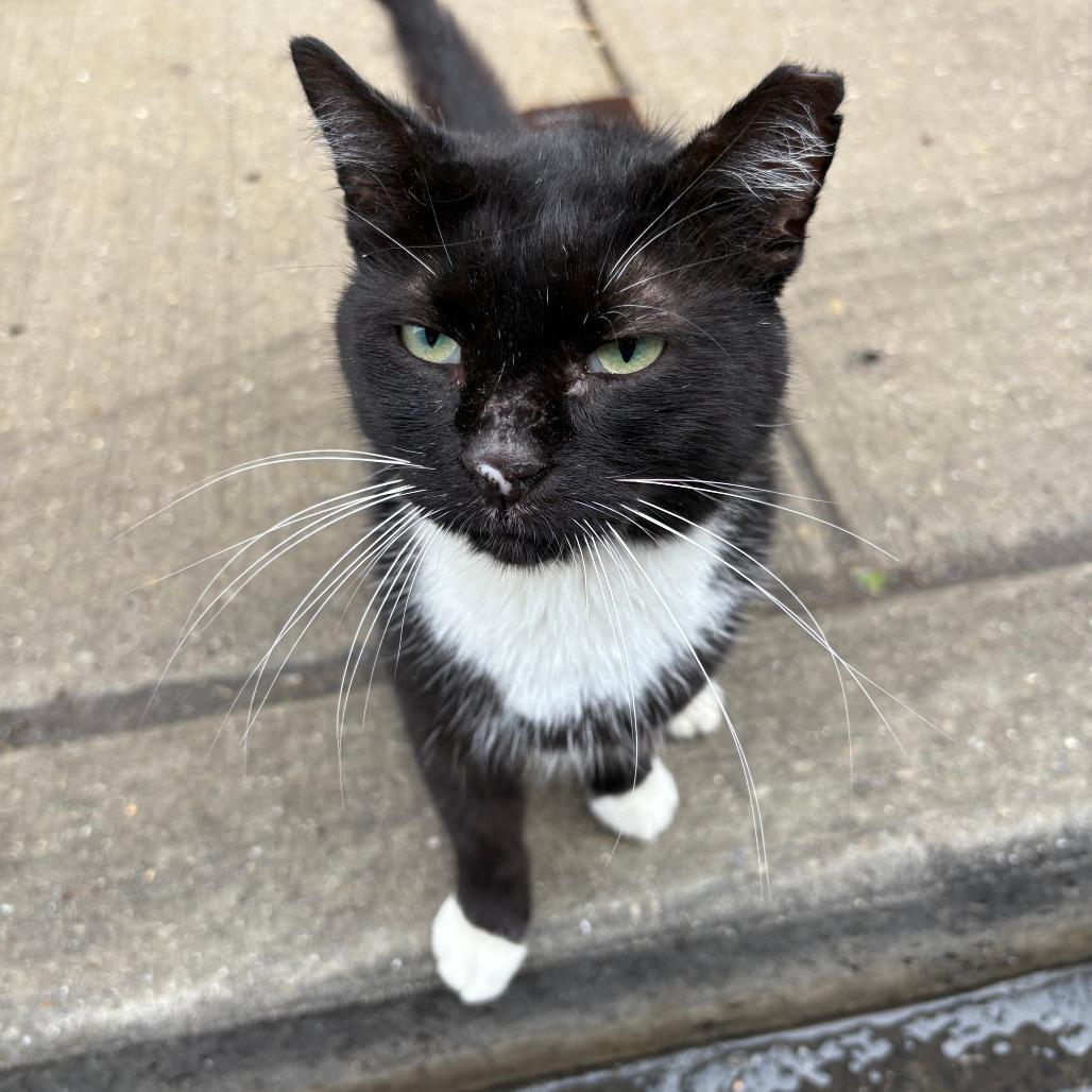 Pickles, a Adoptable Domestic Short Hair in Philadelphia, PA image 3/5