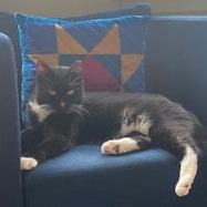 Enlarge Pickles, a Adoptable Domestic Short Hair in Philadelphia, PA image 2/5