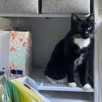 Enlarge Pickles, a Adoptable Domestic Short Hair in Philadelphia, PA image 3/5