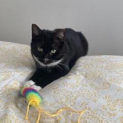 Pickles, a Adoptable Domestic Short Hair in Philadelphia, PA image 5/5