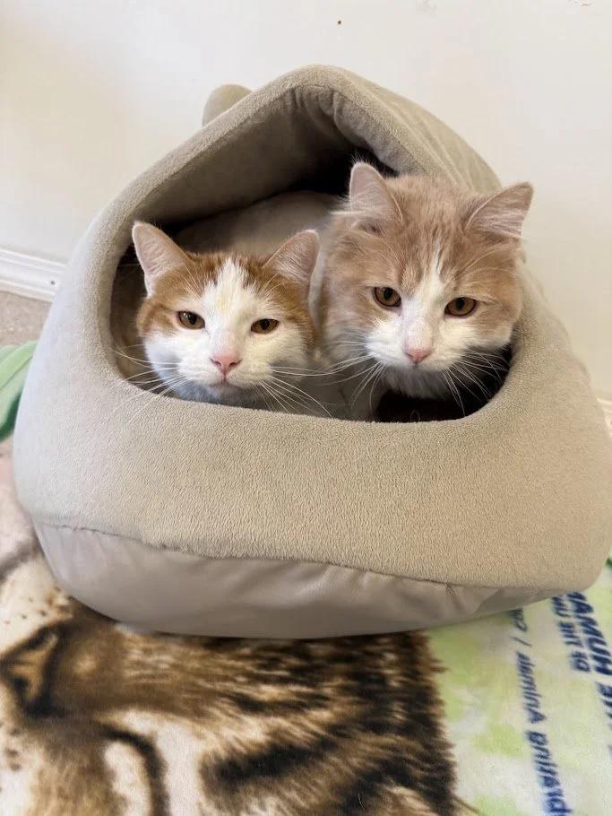 Bartles, a ADOPTABLE mixed breed in Winona, MN image 3/5