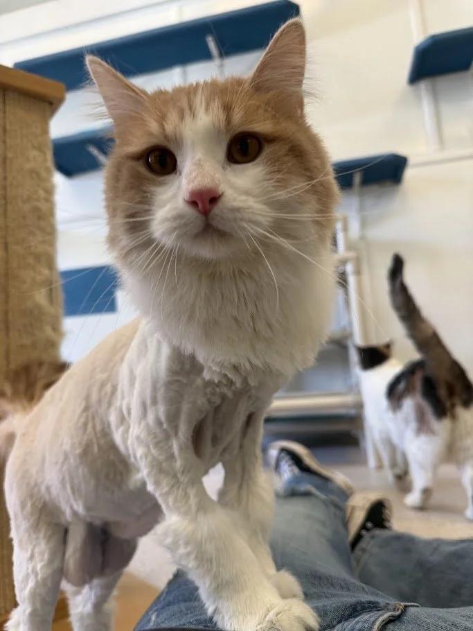 Bartles, a ADOPTABLE mixed breed in Winona, MN image 4/5