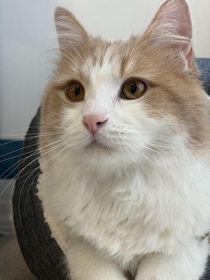 Enlarge Bartles, an adoption pending mixed breed in Winona, MN image 2/6