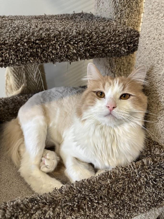 Enlarge Bartles, an adoption pending mixed breed in Winona, MN image 3/6