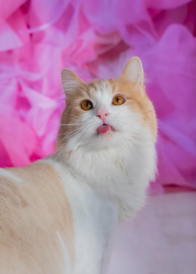 Enlarge Bartles, an adoption pending mixed breed in Winona, MN image 1/6