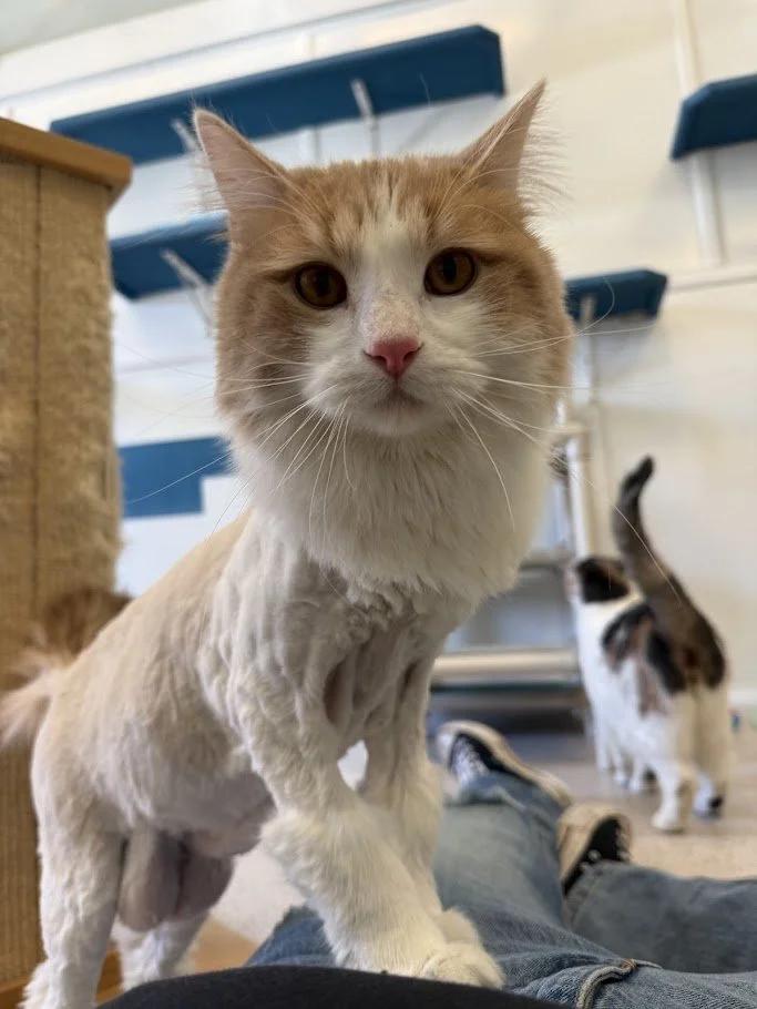 Bartles, ADOPTABLE, Adult Male Domestic Short Hair.