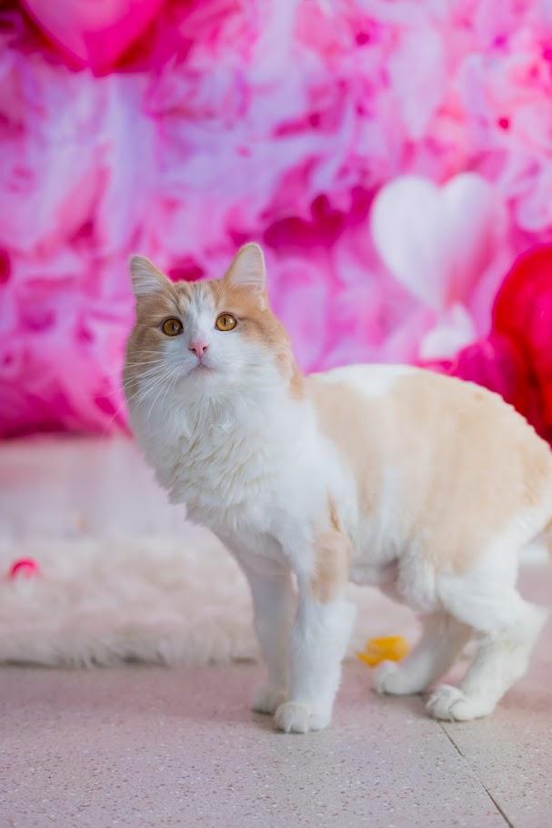 Enlarge Bartles, an adoption pending mixed breed in Winona, MN image 4/6